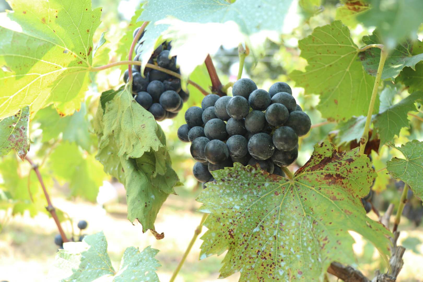 1599321553481364.jpg 5.jpg